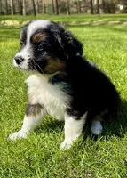 Tucker, a male Pomeranian and Shih Tzu for sale in New Baltimore, MI – 4 of 5