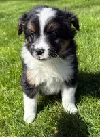Tucker, a male Pomeranian and Shih Tzu for sale in New Baltimore, MI – 5 of 5