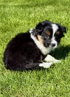 Tucker, a male Pomeranian and Shih Tzu for sale in New Baltimore, MI – 3 of 5