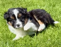 Tucker, a male Pomeranian and Shih Tzu for sale in New Baltimore, MI – 2 of 5
