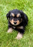 Poppy , a female Yorkshire Terrier for sale in New Baltimore, MI – 4 of 5