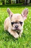 Stella, a female French Bulldog for sale in New Baltimore, MI – 3 of 5