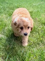 Bear, a male Cavapoo for sale in New Baltimore, MI – 6 of 6
