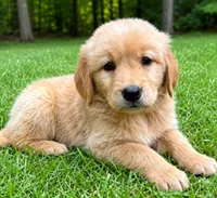 Rocky, a male Golden Retriever for sale in New Baltimore, MI – 3 of 5