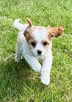 Buddy, a male Cavapoo for sale in New Baltimore, MI – 3 of 6