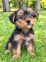 Winston, a male Yorkshire Terrier for sale in New Baltimore, MI – 1 of 4