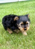 Leo, a male Yorkshire Terrier for sale in New Baltimore, MI – 5 of 5