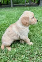 Maggie, a female Golden Retriever for sale in New Baltimore, MI – 4 of 5