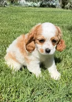 Alice, a male Cavalier King Charles Spaniel for sale in New Baltimore, MI – 3 of 4