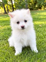 Ace, a male Pomeranian for sale in New Baltimore, MI – 2 of 4