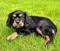 Bentley, a male Cavalier King Charles Spaniel for sale in New Baltimore, MI – 2 of 4