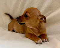 Rocky, a male Chihuahua for sale in New Baltimore, MI – Photo 2 of 8