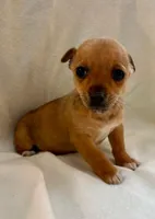 Rocky, a male Chihuahua for sale in New Baltimore, MI – Photo 7 of 8