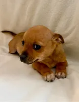 Rocky, a male Chihuahua for sale in New Baltimore, MI – Photo 6 of 8