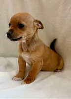 Rocky, a male Chihuahua for sale in New Baltimore, MI – Photo 4 of 8