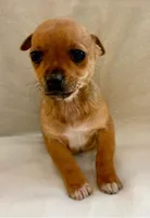 Rocky, a male Chihuahua for sale in New Baltimore, MI – Photo 8 of 8