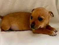 Rocky, a male Chihuahua for sale in New Baltimore, MI – Photo 3 of 8