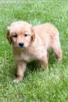 Murphy, a female Golden Retriever for sale in New Baltimore, MI – 4 of 6