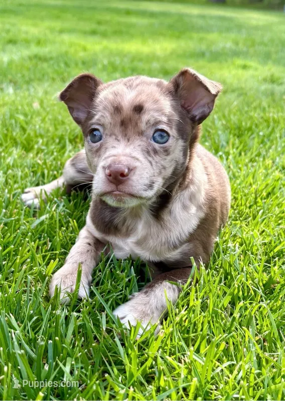 Georgia, a female Chihuahua for sale in New Baltimore, MI – 1 of 5