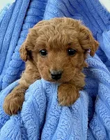 Zoe, a female Cavapoo for sale in New Baltimore, MI – Photo 1 of 4