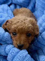 Zoe, a female Cavapoo for sale in New Baltimore, MI – Photo 3 of 4