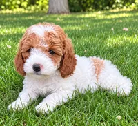 Bonnie, a female Cavapoo for sale in New Baltimore, MI – 4 of 4