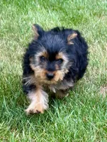 Leo, a male Yorkshire Terrier for sale in New Baltimore, MI – 2 of 5