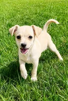 Duke , a male Chihuahua for sale in New Baltimore, MI – 3 of 5
