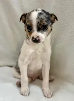 Remy , a male Chihuahua for sale in New Baltimore, MI – Photo 5 of 7