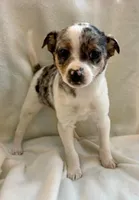 Remy , a male Chihuahua for sale in New Baltimore, MI – Photo 6 of 7