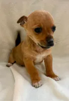 Rocky, a male Chihuahua for sale in New Baltimore, MI – Photo 4 of 5