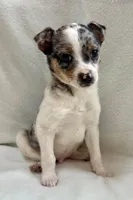 Remy , a male Chihuahua for sale in New Baltimore, MI – Photo 1 of 7