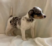 Remy , a male Chihuahua for sale in New Baltimore, MI – Photo 3 of 7