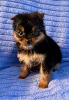 Minnie, a female Yorkshire Terrier for sale in New Baltimore, MI – Photo 4 of 5