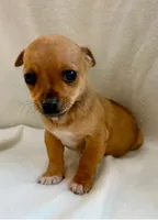 Rocky, a male Chihuahua for sale in New Baltimore, MI – Photo 1 of 5