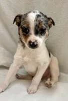 Remy , a male Chihuahua for sale in New Baltimore, MI – Photo 7 of 7