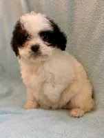 Callie , a female Cavapoo for sale in New Baltimore, MI – Photo 4 of 6