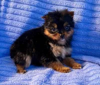Minnie, a female Yorkshire Terrier for sale in New Baltimore, MI – Photo 3 of 5