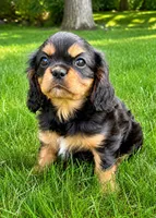 Rosie, a female Cavalier King Charles Spaniel for sale in New Baltimore, MI – 1 of 5