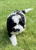 Bo, a male Cavapoo for sale in New Baltimore, MI – 3 of 6