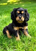 Bentley, a male Cavalier King Charles Spaniel for sale in New Baltimore, MI – 4 of 4