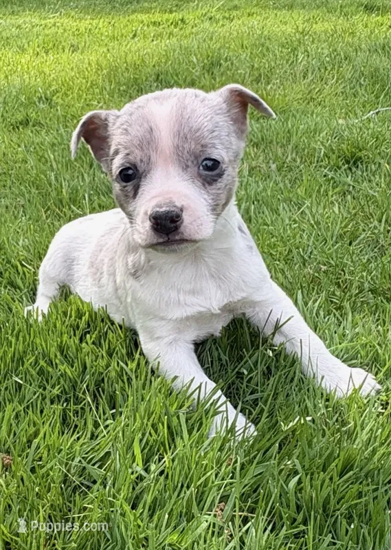 Dallas – Chihuahua puppy for sale in New Baltimore, MI