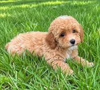 Macy , a female Poodle - Miniature  for sale in New Baltimore, MI – 4 of 5