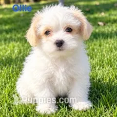 Ollie – Shihpoo puppy for sale in New Baltimore, MI
