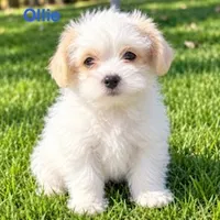 Ollie, a male Shihpoo for sale in New Baltimore, MI – 1 of 4