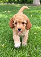 Brooke, a female Cavapoo for sale in New Baltimore, MI – 2 of 4