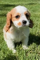 Alice, a male Cavalier King Charles Spaniel for sale in New Baltimore, MI – 1 of 4