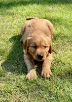 Willow, a female Golden Retriever for sale in New Baltimore, MI – 3 of 3