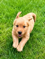 Ruby, a female Golden Retriever for sale in New Baltimore, MI – 3 of 5