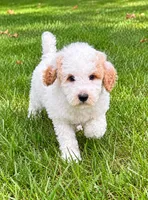 Milo, a male Poodle - Miniature  for sale in New Baltimore, MI – 3 of 4